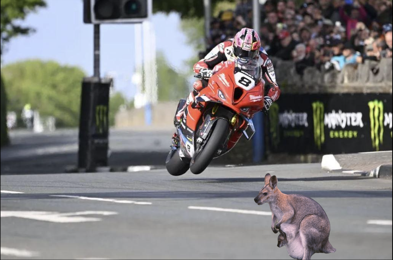 Sind Wallabies auf der Isle of Man TT -Kurs ein Risiko für die Rennen