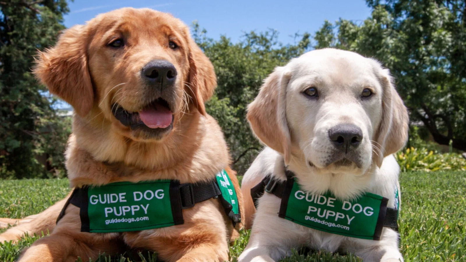 Guide dog puppies